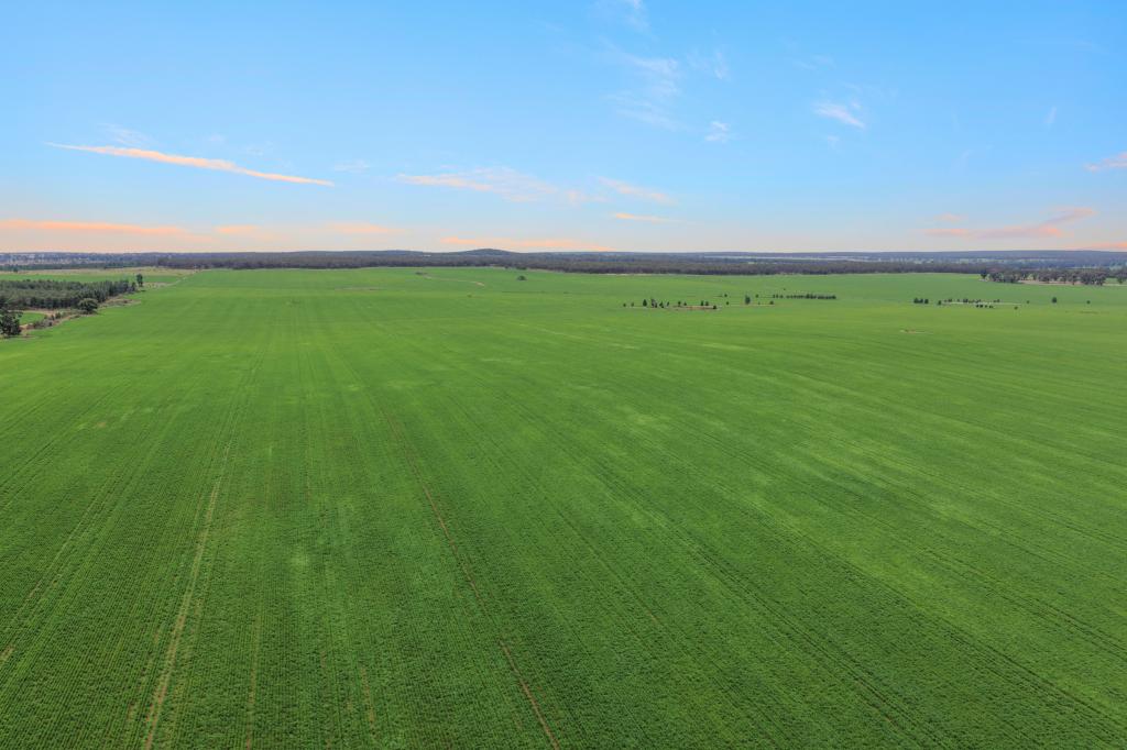 1826 Tallimba Rd, West Wyalong, NSW 2671