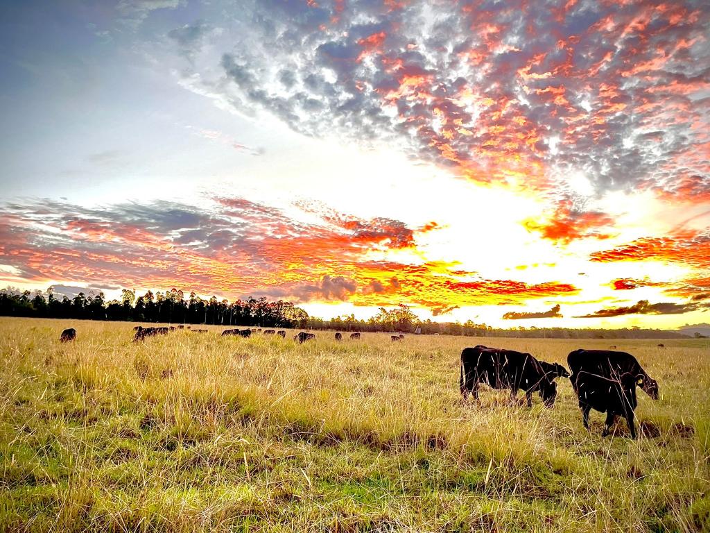 Contact Agent For Address, Wyan, NSW 2469
