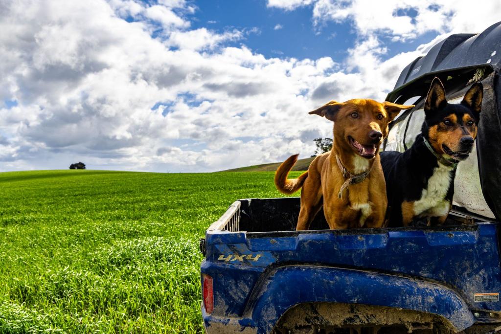 'Darmody'S', 969 Brial Rd, Boorowa, NSW 2586