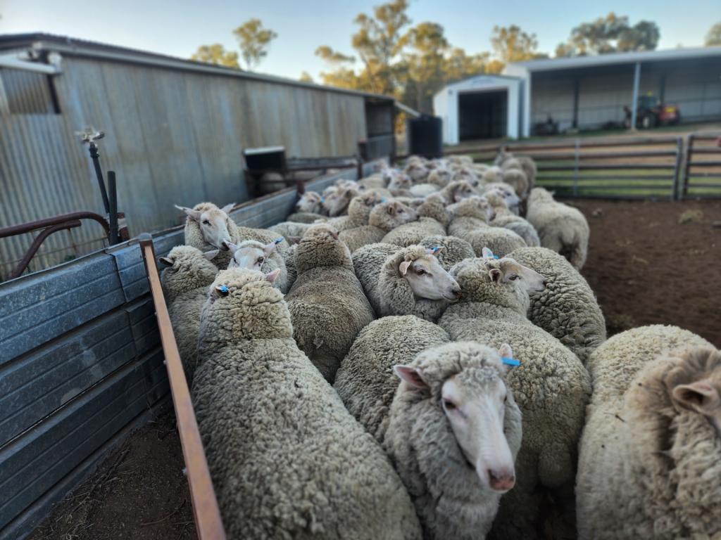 72 Boorr Hill Rd, Goonumbla, NSW 2870