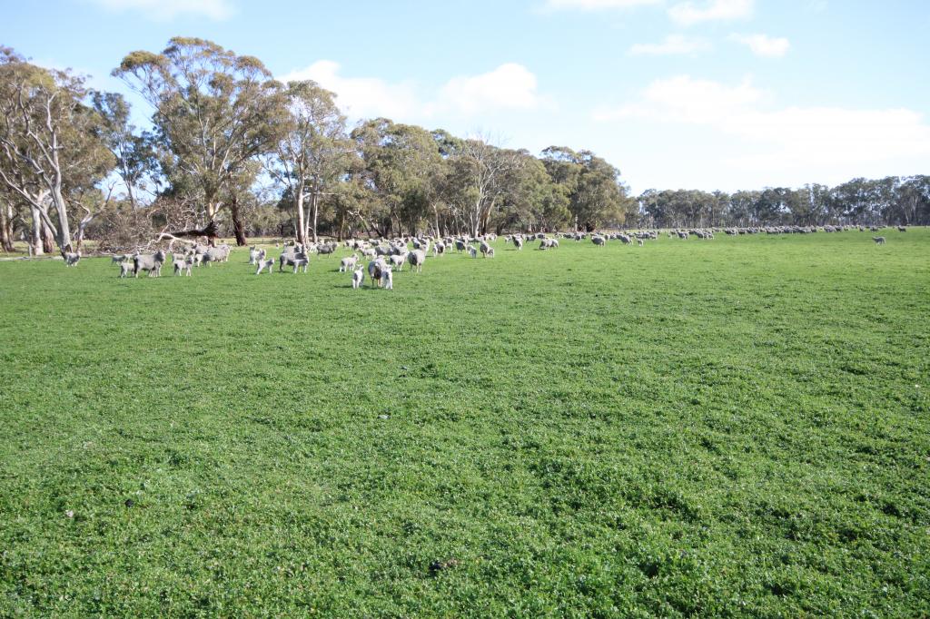 202 Malones Rd, Naracoorte, SA 5271