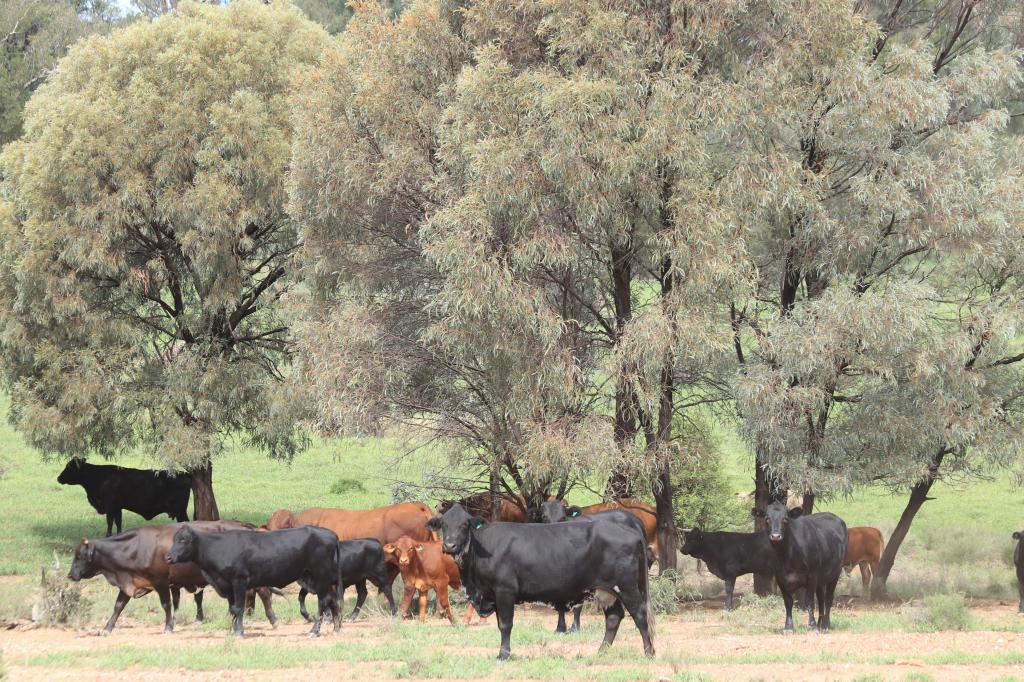 952 Yuleba Surat Rd, Yuleba, QLD 4427