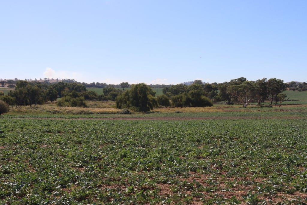 107 Illalong Rd, Binalong, NSW 2584