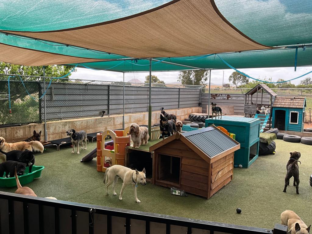 Woofs House Dog Day Care, Moonyoonooka, WA 6532