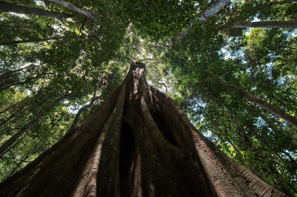 156 Freds Rd, Mount Pleasant, QLD 4521