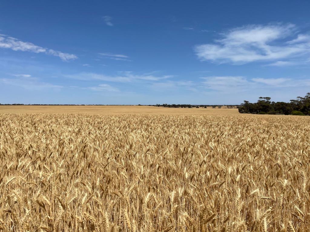 181,182,183 & 235 Rodda Rd, Boors Plain, SA 5554