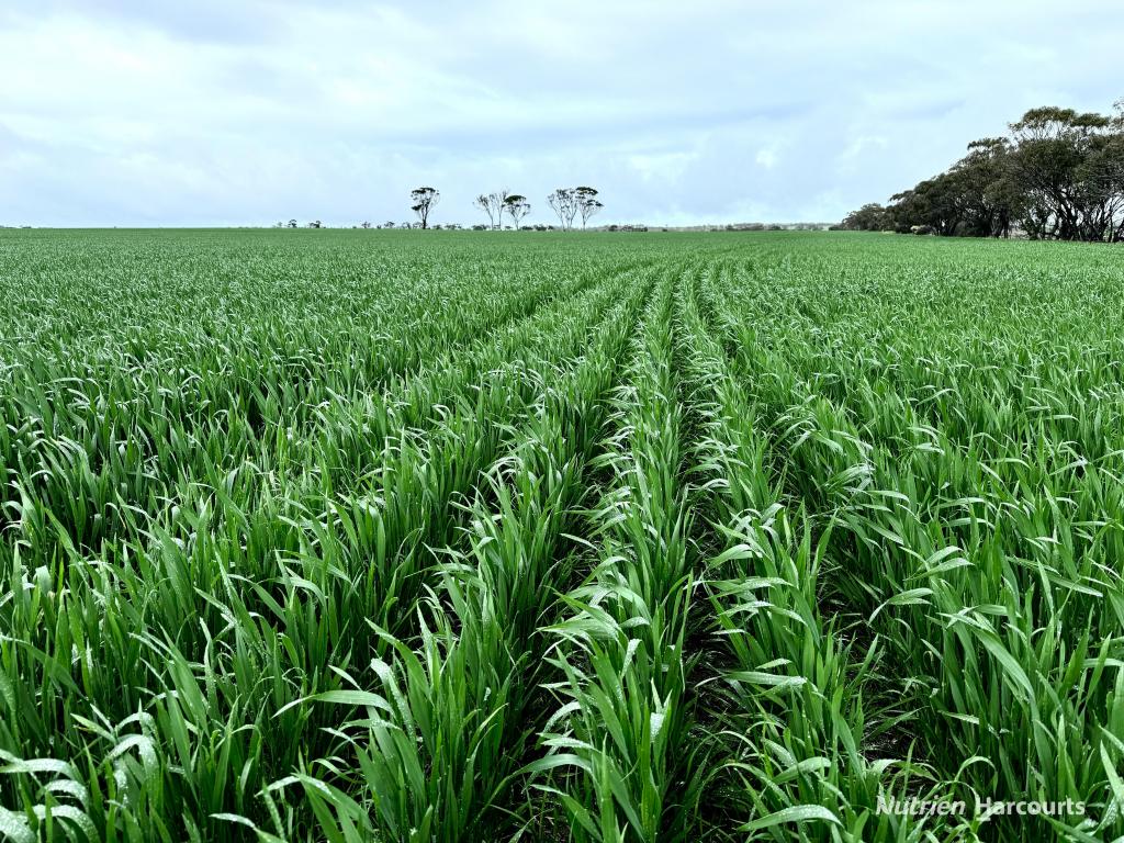 . 'Brondel', Southern Cross, WA 6426