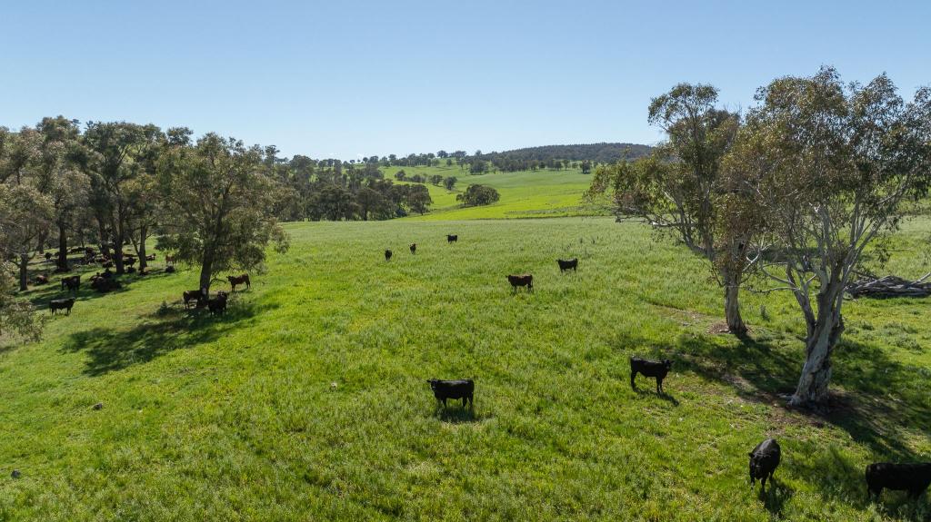 2531 Niangala Rd, Walcha, NSW 2354