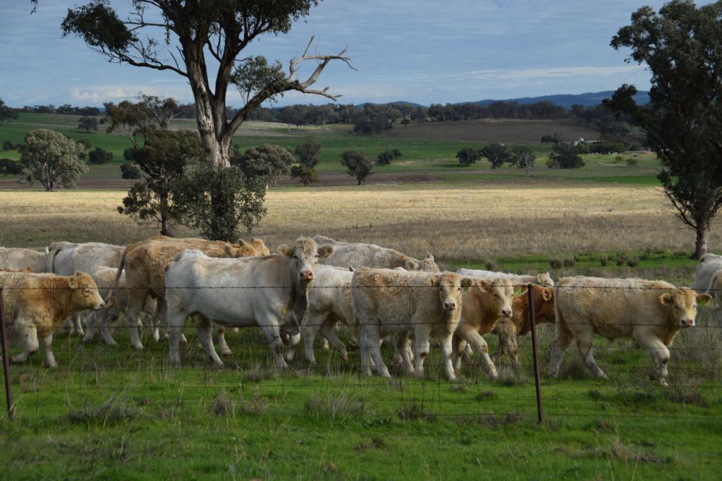 'Ridgeview'/632 Curra Creek Rd, Curra Creek, NSW 2820