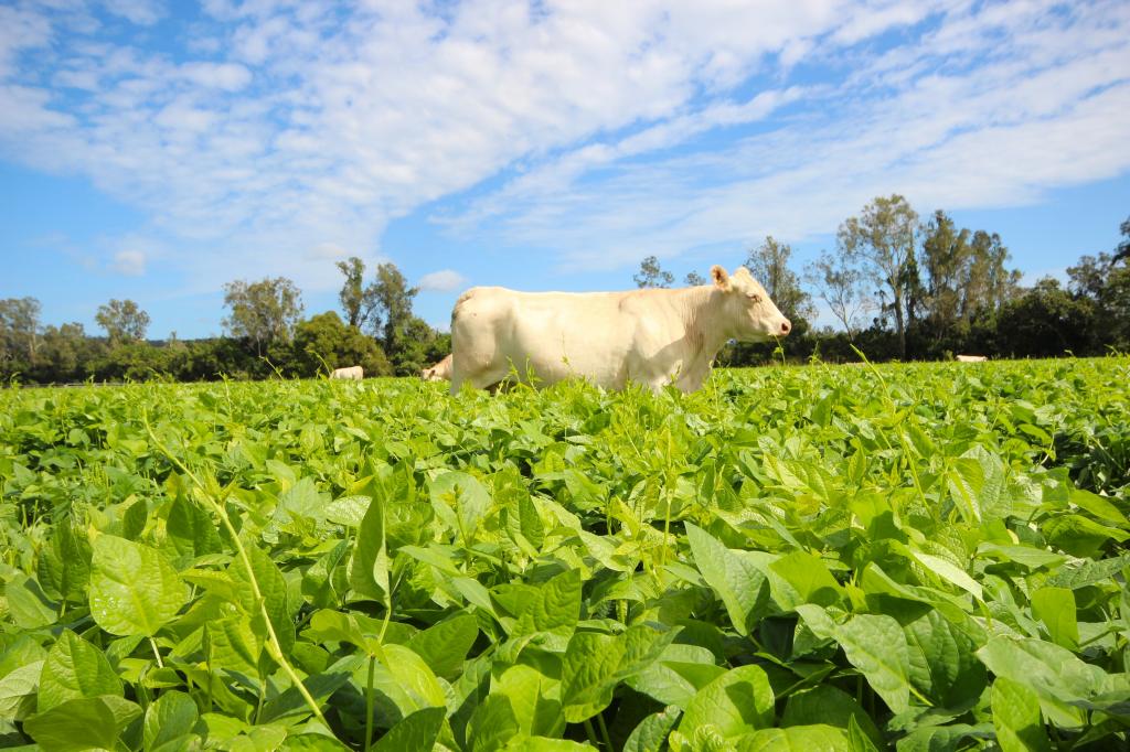 256 Hacks Ferry Rd, Hacks Ferry, NSW 2441