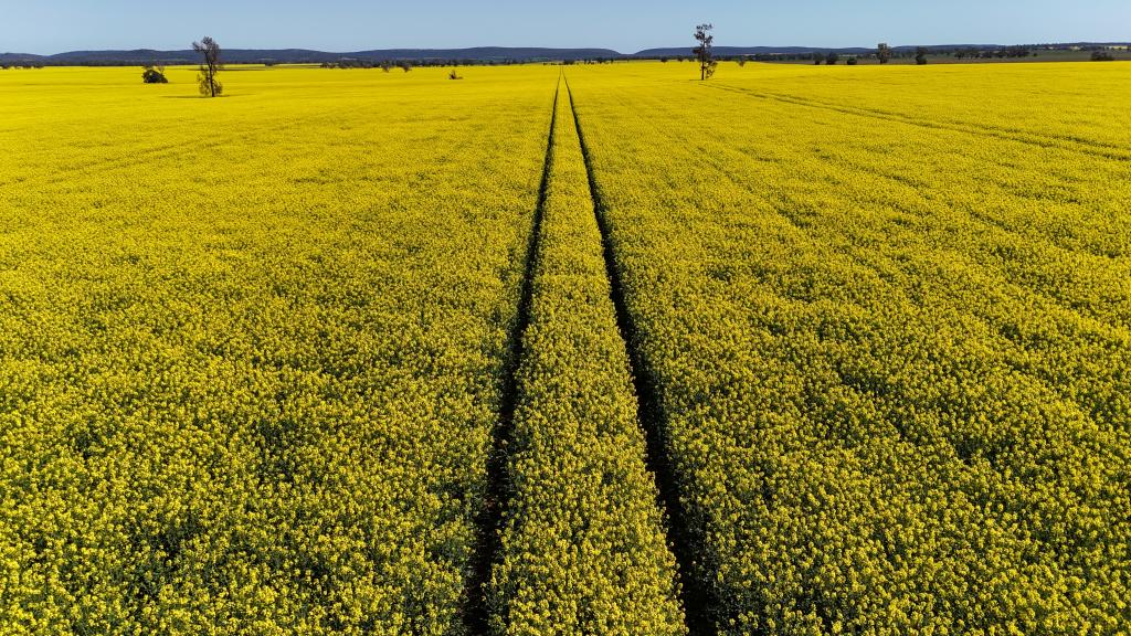 2459 THE BOGAN WAY, PARKES, NSW 2870