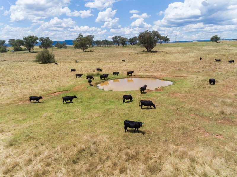 730 Ascot-Calala Rd, Loomberah, NSW 2340