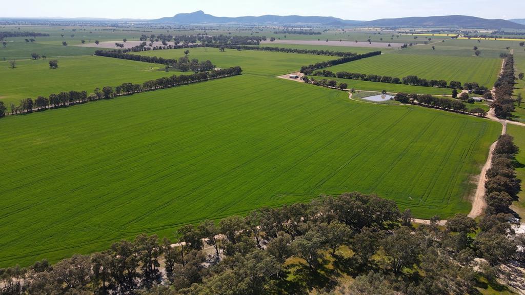 788 Mittagong Yerong Creek Rd, Yerong Creek, NSW 2642