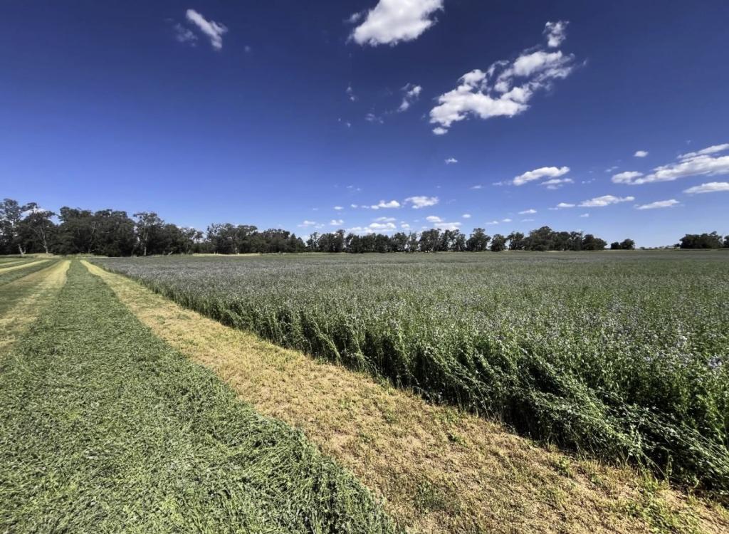 896 Fish Fossil Dr, Canowindra, NSW 2804