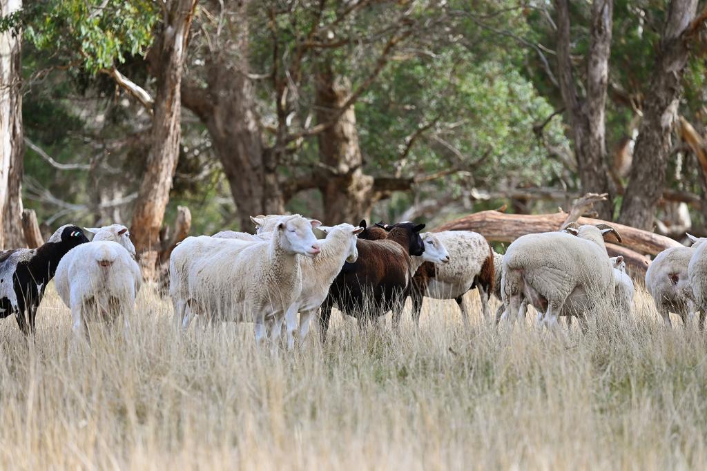 2585 Burraga Rd, Burraga, NSW 2795