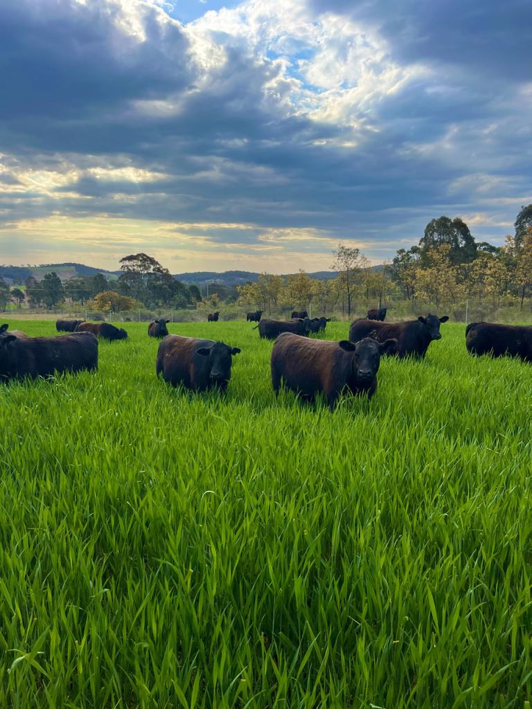 318 Belgravia Rd, Mullion Creek, NSW 2800