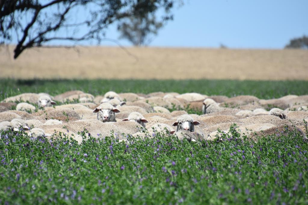 1507 Pine Mount Rd, Woodstock, NSW 2793