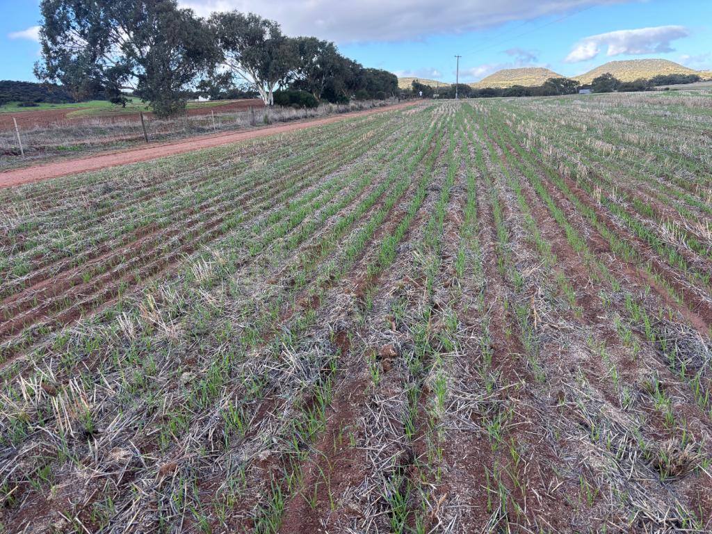 Lot 1 Giles Rd, Moonyoonooka, WA 6532