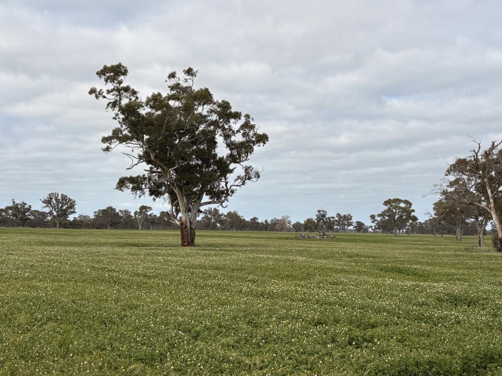 441 HARROW-CLEAR LAKE RD, HARROW, VIC 3317