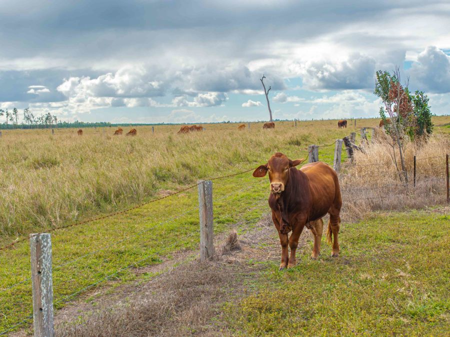 343 Suthers Rd, Dunmora, QLD 4650