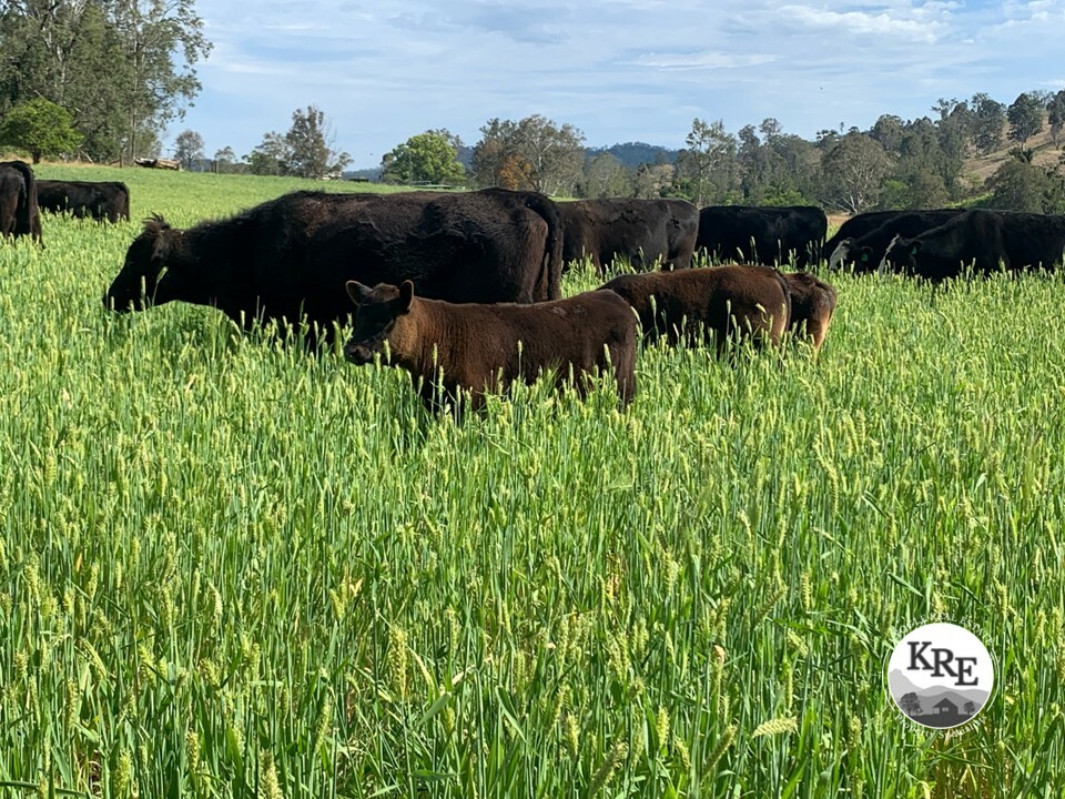 1050 Afterlee Rd, Eden Creek, NSW 2474