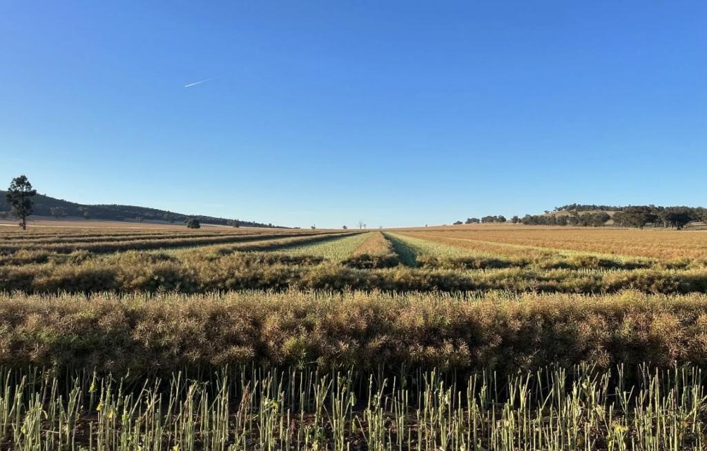935a Nangar Rd, Canowindra, NSW 2804