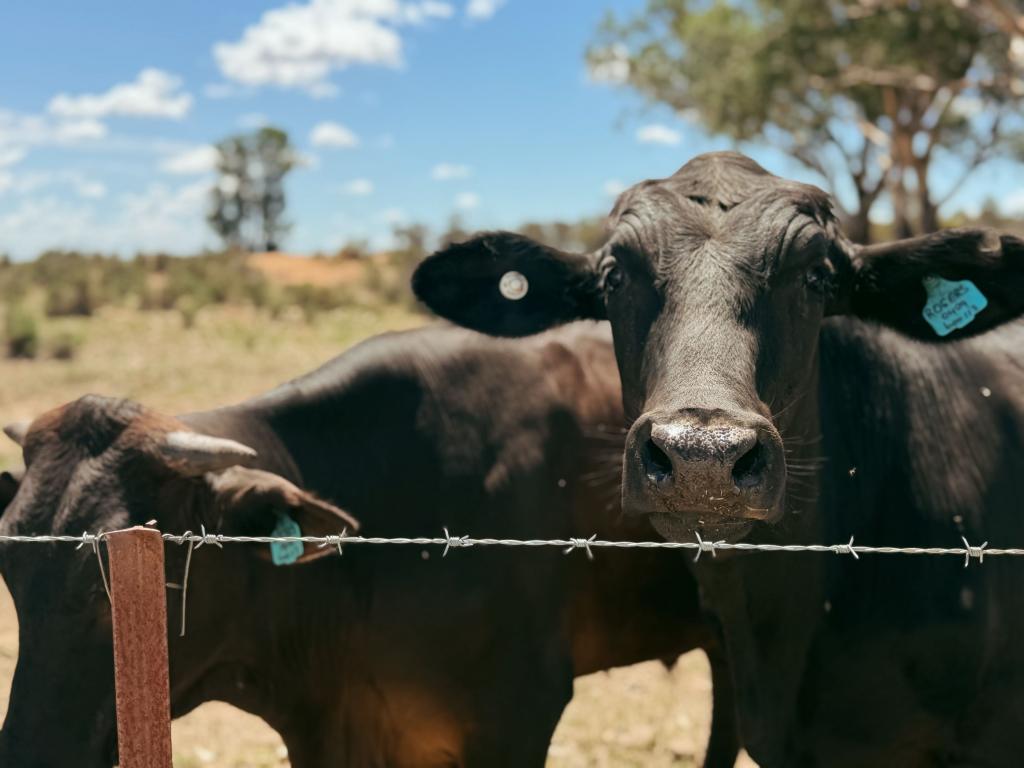 735 Clear Ridge Rd, Wyalong, NSW 2671