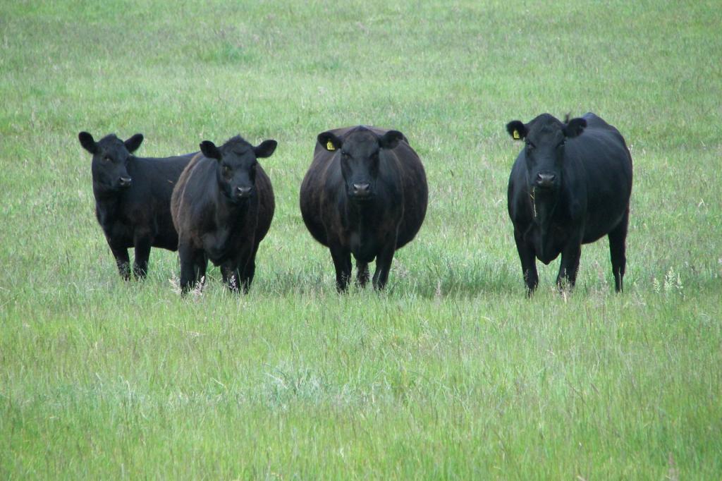 236 Fingerboard Rd, Yambuk, VIC 3285