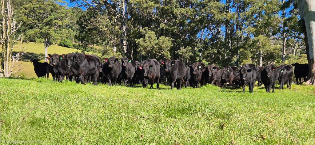 1431 Coramba Rd, Dorrigo, NSW 2453