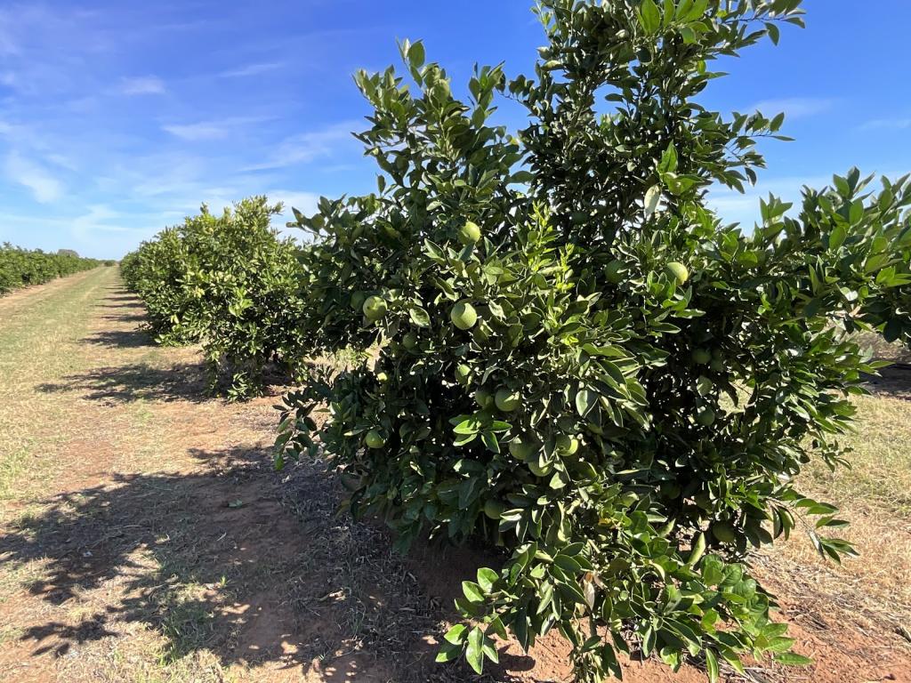 71 Bonomi Rd, Willbriggie, NSW 2680