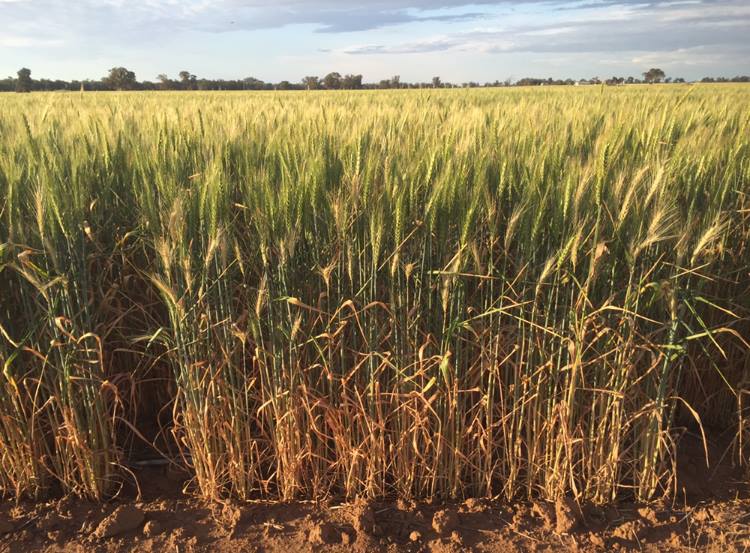 325 TRALEE LANE, PEAK HILL, NSW 2869