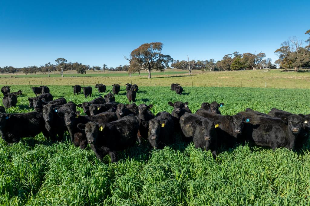'BLAIRGOWRIE' 90 SUNSET HILLS RD, NEVILLE, NSW 2799