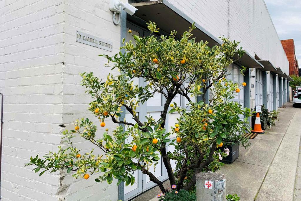 5/10 CAHILL ST, ANNANDALE, NSW 2038