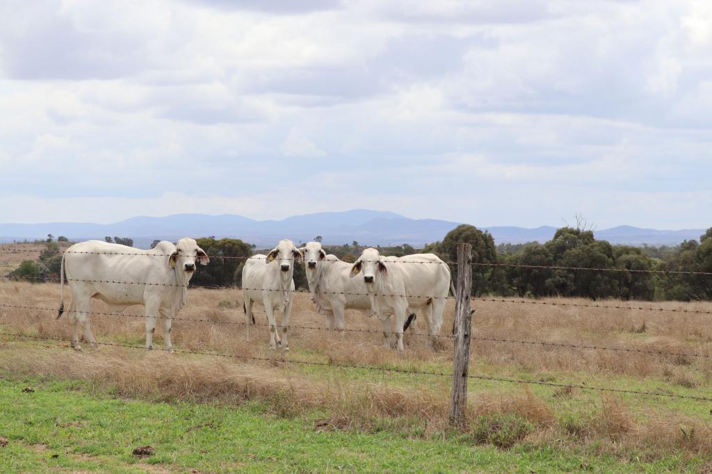"Penlyn Hills" 811 Lowries Rd, Kokotungo, QLD 4702