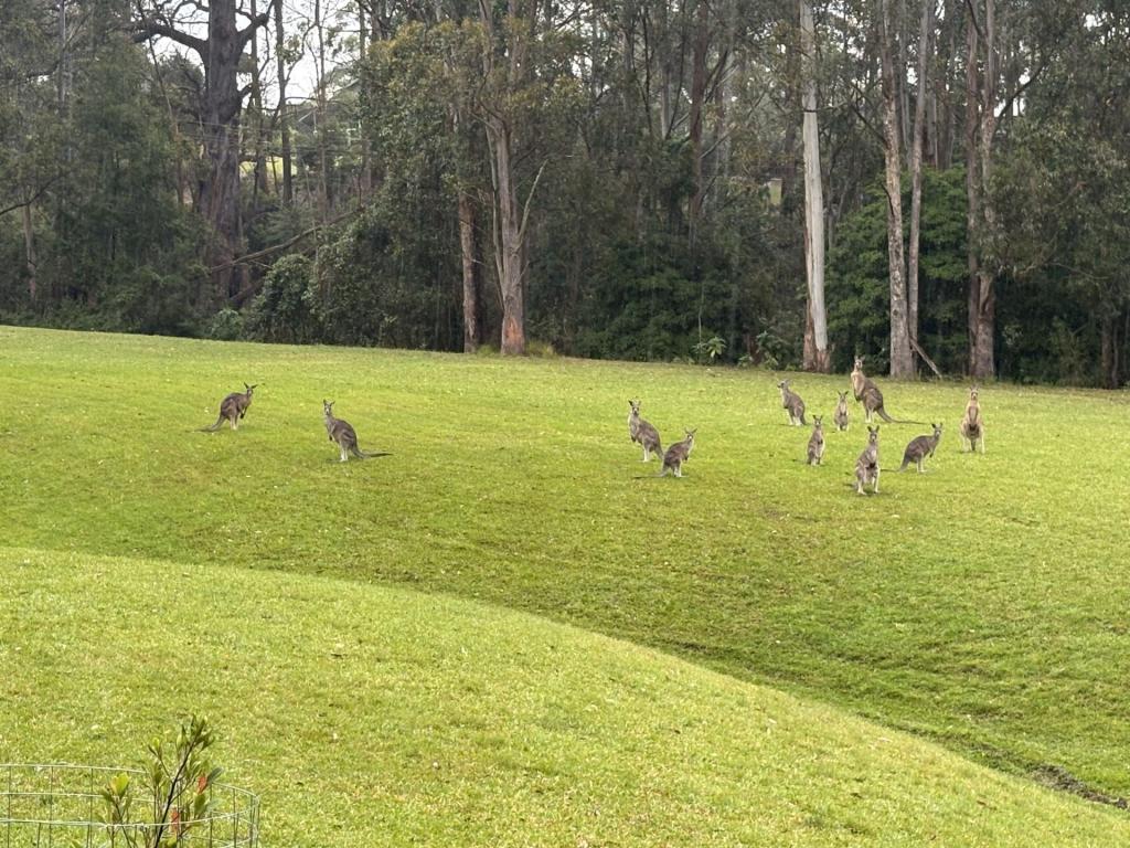 65 Marden Lane, Kangaroo Valley, NSW 2577