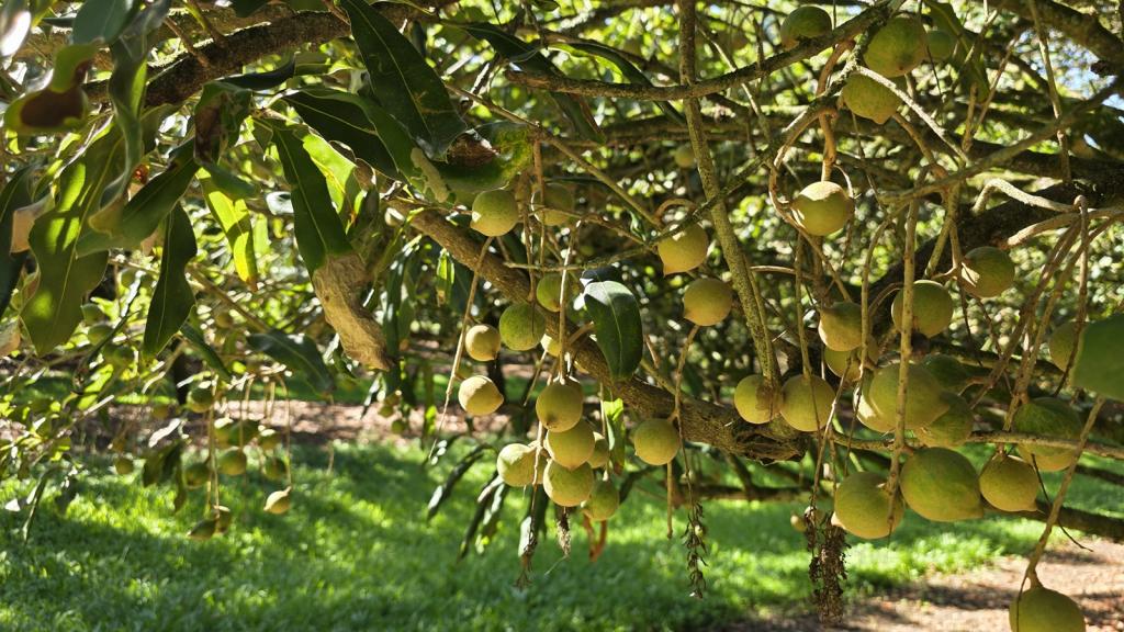 389 Teven Rd, Teven, NSW 2478