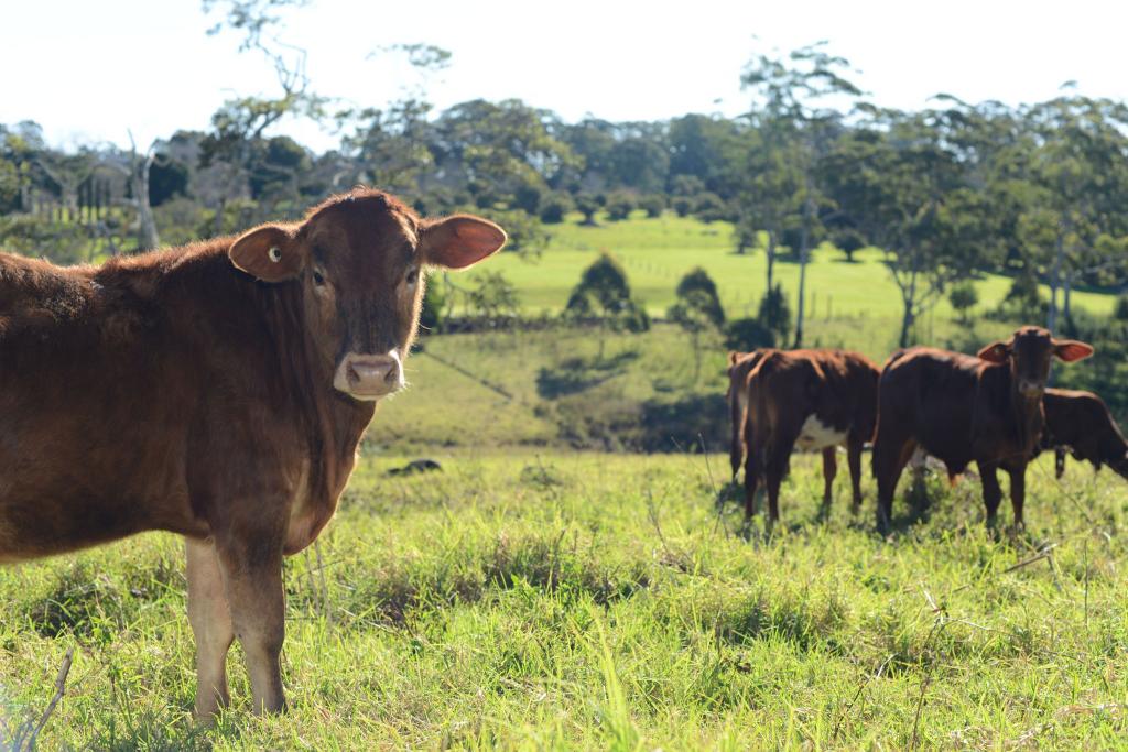 34-72 West Rd, Tamborine Mountain, QLD 4272