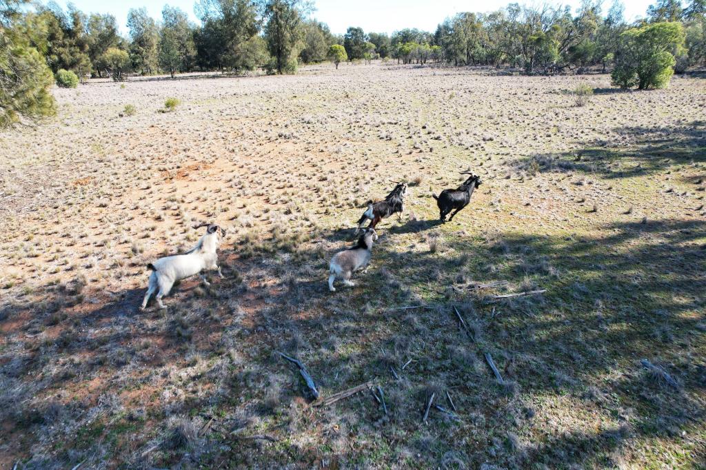 4546 The Bogan Way, Tottenham, NSW 2873