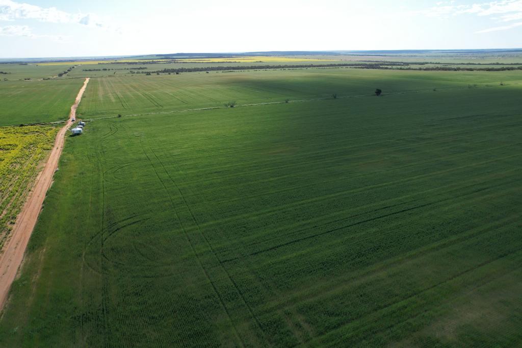 Tenindewa Williamson Rd, Mullewa, WA 6630