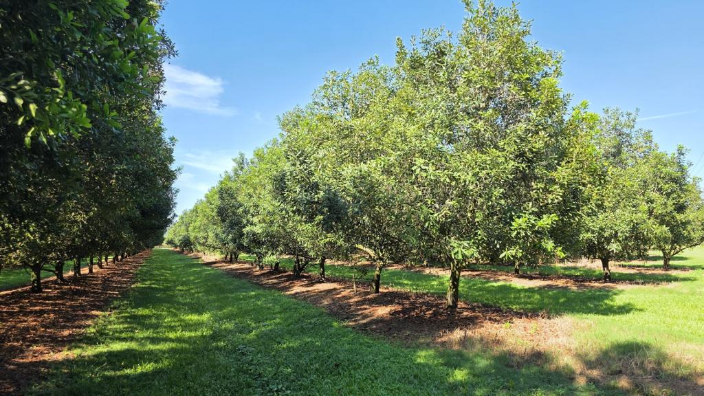 389 Teven Rd, Teven, NSW 2478