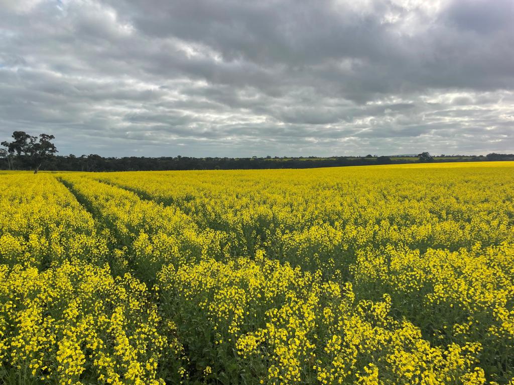 000 Lower Norton-Nurrabiel Rd, Lower Norton, VIC 3401