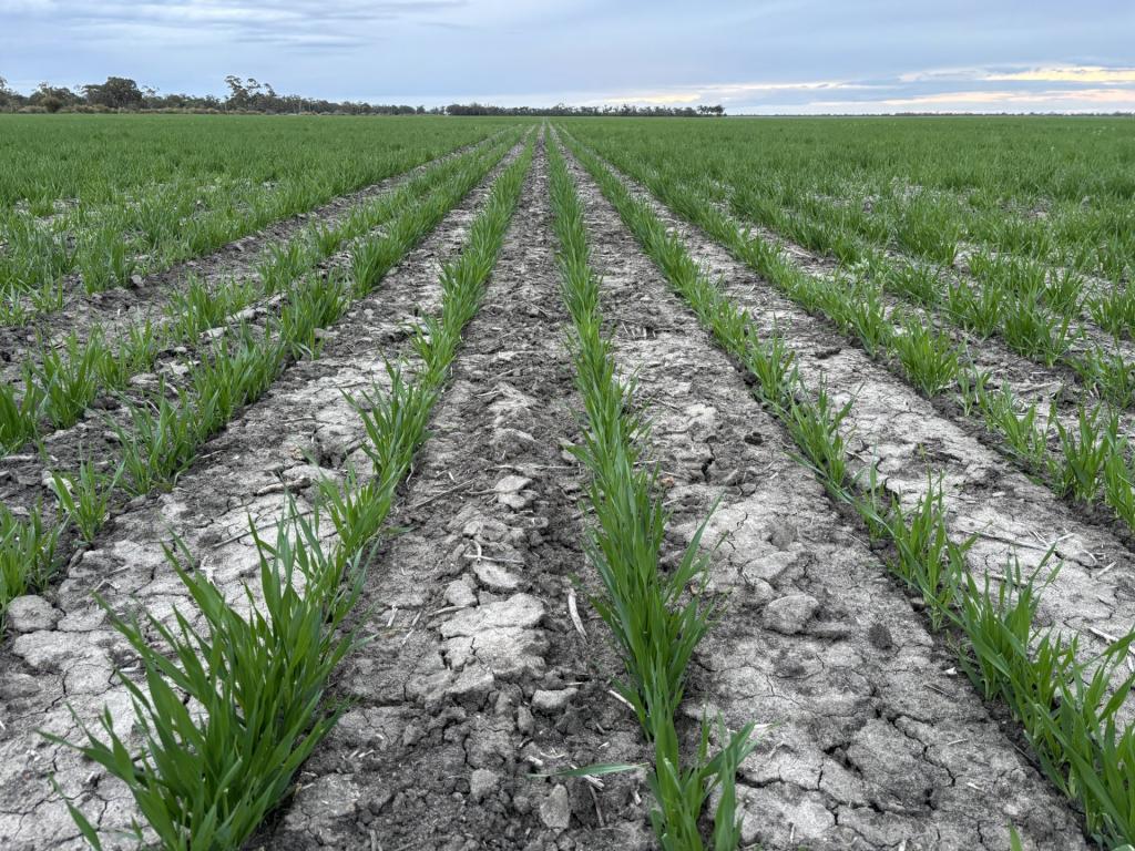 Contact Agent For Address, Goondiwindi, QLD 4390