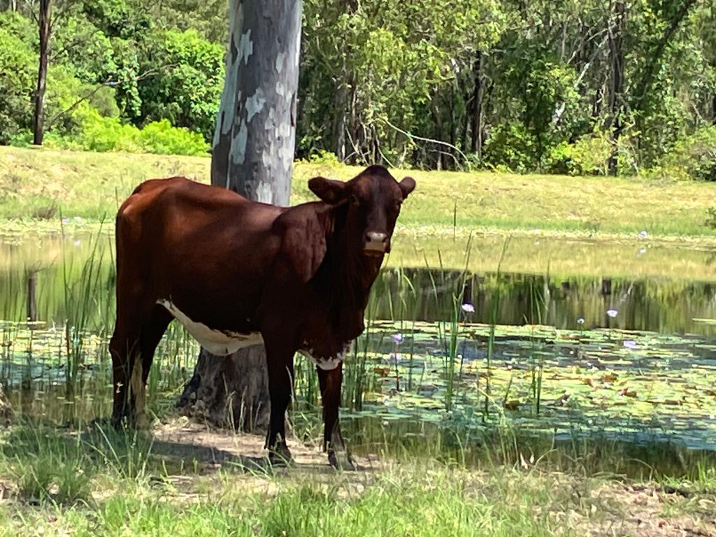 54099 BRUCE HWY, MACHINE CREEK, QLD 4695
