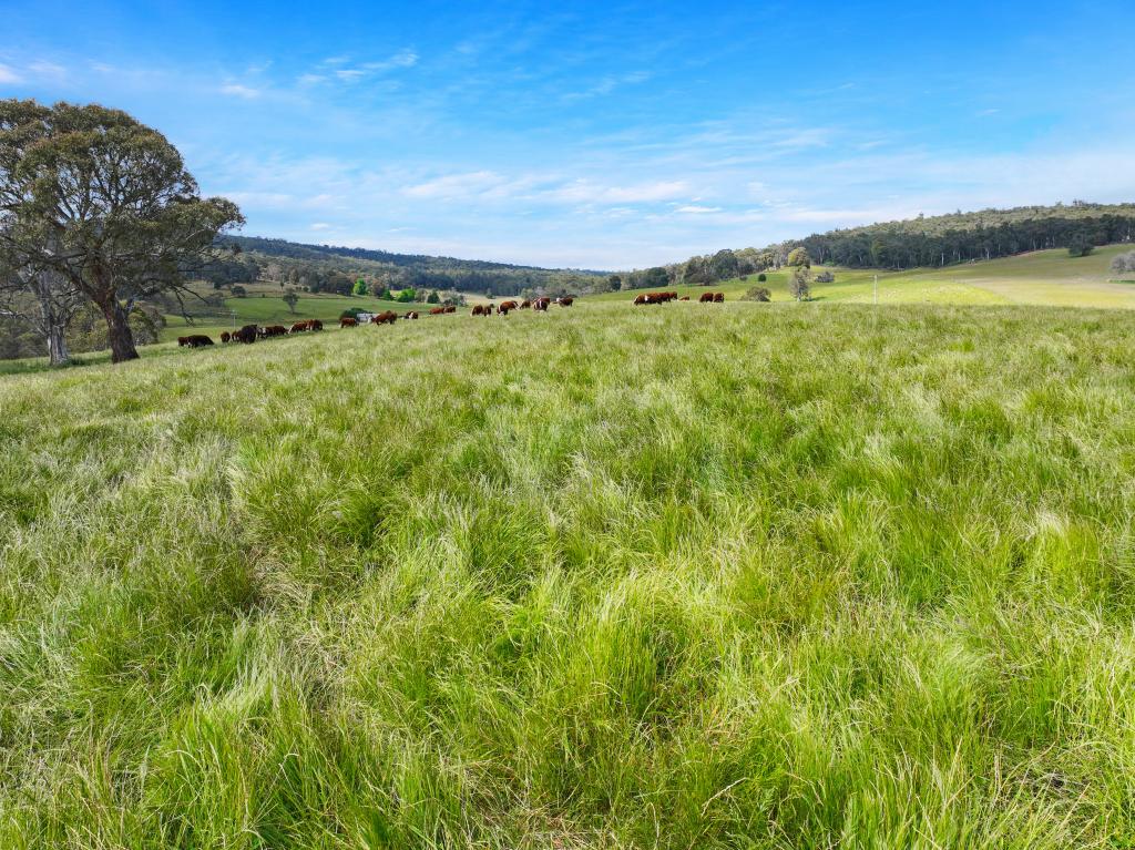 1026 Lower Bendoc Rd, Bendoc, VIC 3888