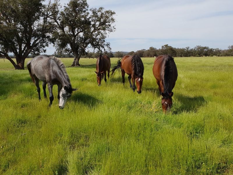 1094 BRAND HWY, MUCHEA, WA 6501