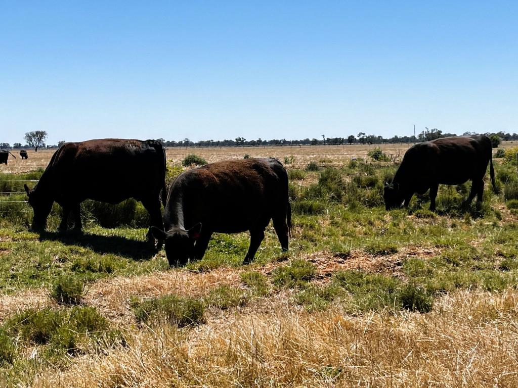 8499 Murray Valley Hwy, Kerang East, VIC 3579