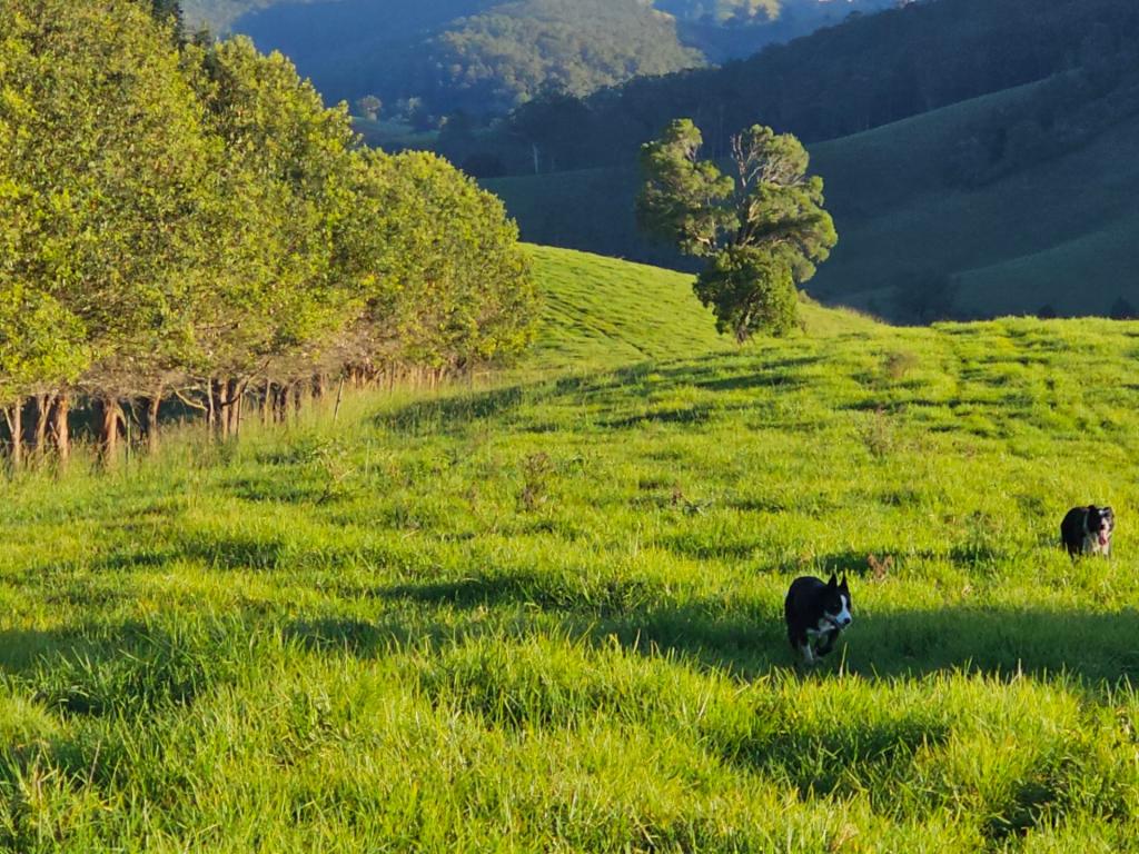 1989 Waukivory Road, Waukivory Via, Gloucester, NSW 2422