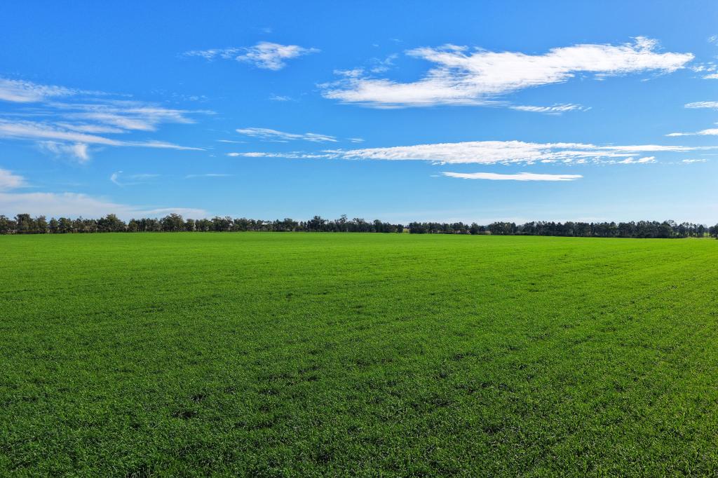 "WENDOUREE" 2643 BACK TRUNDLE RD, PARKES, NSW 2870