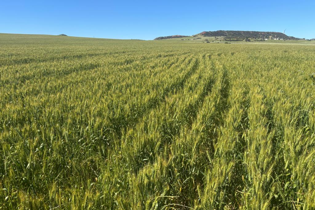 Lot 1914 Minnenooka Rd, Minnenooka, WA 6532