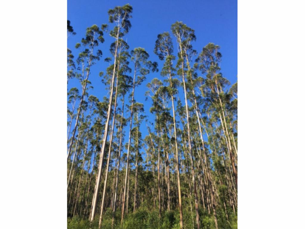 Lot 4 Elmar Rd, Wootton, NSW 2423